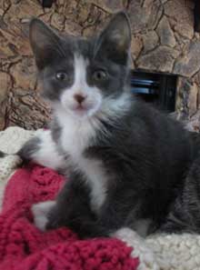 kitten